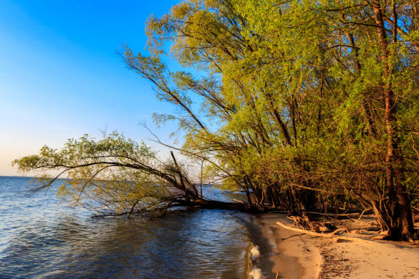 istock Willow trees on the shore of a lake 1249589373