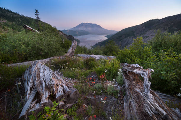 monte st helens al atardecer - nature active volcano mt st helens volcano fotografías e imágenes de stock