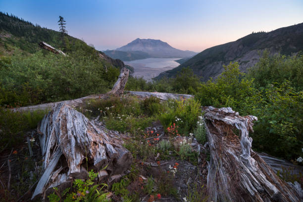 Mt St Helens at Sunset Sunset, Mount St. Helens, Washington State, Mount St. Helens National Volcanic Monument, Pacific Northwest mount st helens stock pictures, royalty-free photos & images