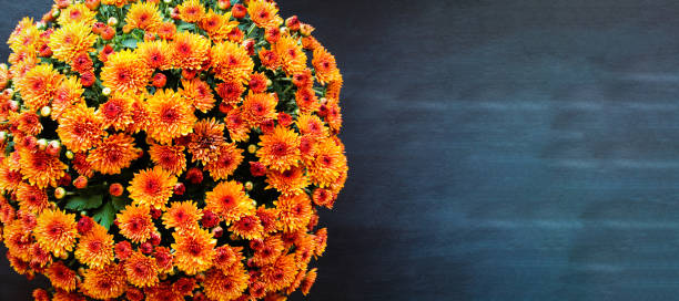 оранжевый хризантемы над черным фоном - autumn backdrop beautiful flower head стоковые фото и изображения