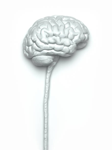 ludzki układ nerwowy mózgu przycinanie ścieżka w zestawie - neurotransmission zdjęcia i obrazy z banku zdjęć