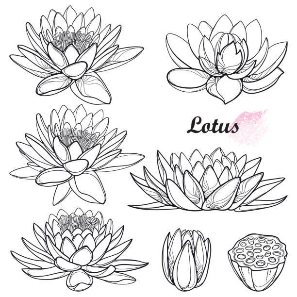 920+ Lotus Flower Bud Drawing Illustrations, Royalty-Free Vector Graphics &  Clip Art - Istock