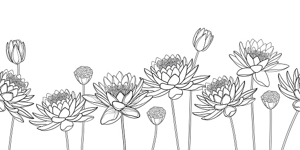 Vector horizontal seamless pattern with outline Lotos or water lily flower, bud and seed pod in black on the white background. Floral border with contour decorative Lotus for summer coloring book.