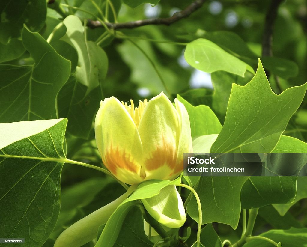 Tulpenbaum (Liriodendron - Lizenzfrei Afrikanischer Tulpenbaum Stock-Foto