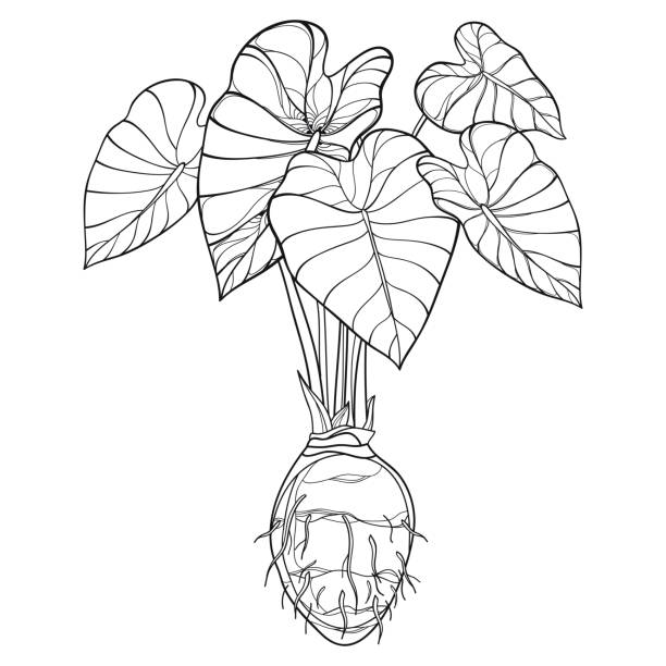 Vector bush of outline tropical plant Colocasia esculenta or Elephant ear or Taro leaf bunch with corm in black isolated on white background. Vector bush of outline tropical plant Colocasia esculenta or Elephant ear or Taro leaf bunch with corm in black isolated on white background. Ornate contour Colocasia for summer coloring book. taro leaf stock illustrations