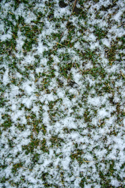 istock Snow on the grass texture for background. Winter concept. 1249595835