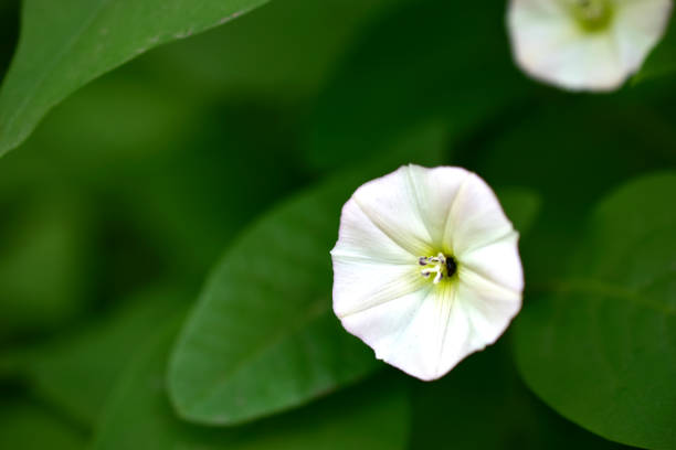 istock White flowers of field bindweed in green 1249596796