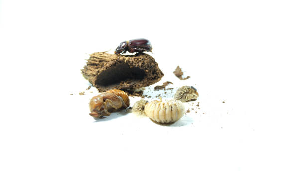 istock The coconut rhinoceros beetle has three stage in life cycle, first stage is larval (called Grubs) second stage is Pupa and the final stage is adult,Entomophagy concept,Beetle life cycle on white background. 1249597007