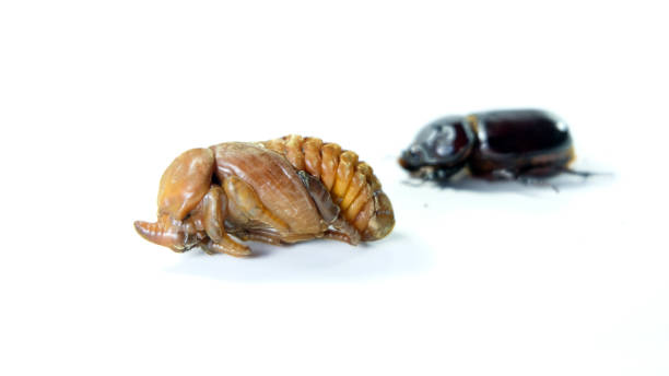 The coconut rhinoceros beetle has three stage in life cycle, first stage is larval (called Grubs) second stage is Pupa and the final stage is adult,Entomophagy concept,Beetle life cycle on white background. el escarabajo rinoceronte de coco tiene tres etapas en el ciclo de vida, la primera etapa es larval (llamada grubs) segunda etapa es pupa y la etapa final es adulto, concepto de entomofagia, ciclo de vida del escarabajo sobre fondo blanco.