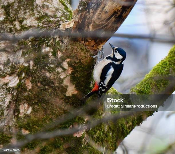 Great Spotted Woodpecker Dendrocopos Major Stock Photo - Download Image Now - Bird, Germany, Horizontal