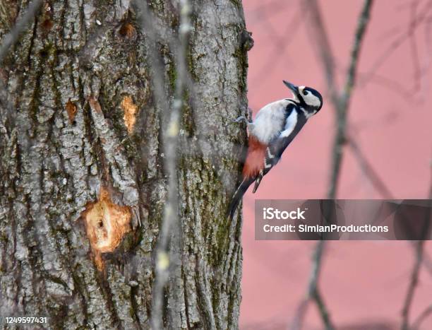 Great Spotted Woodpecker Dendrocopos Major Stock Photo - Download Image Now - Animal, Animal Wildlife, Animals In The Wild