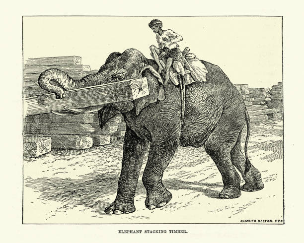 CPA Ancienne – Inde – Elephant Portant Du Bois (Timber) – Début 1900