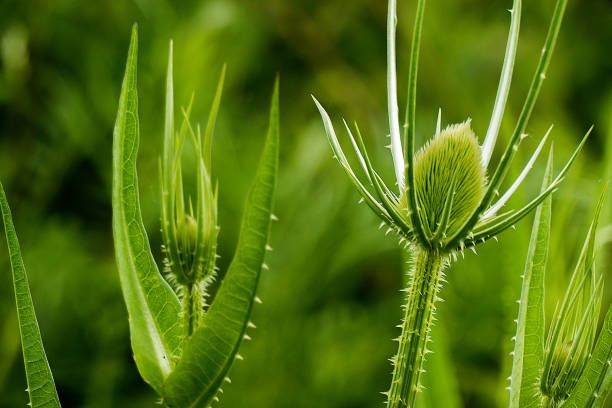 Macro photo in green tones with teasel