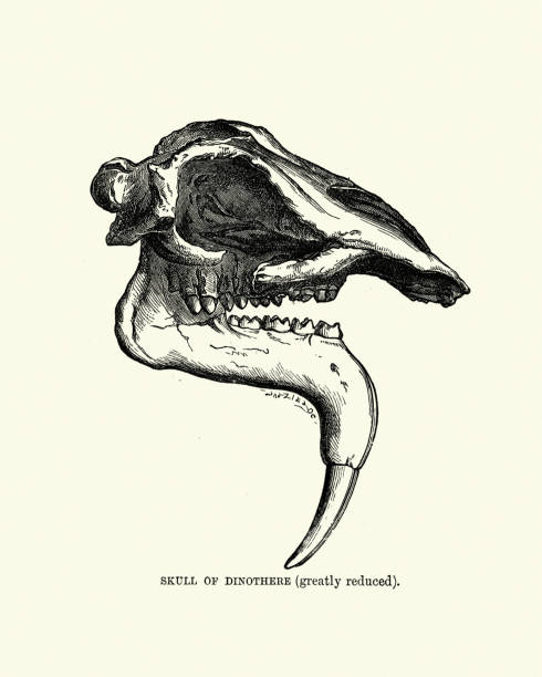 ディノサエナの頭蓋骨(ダイネザリウム)、大きな先史時代の相対ゾウ - animal teeth animal skull extinct animal bone点のイラスト素材／クリップアート素材／マンガ素材／アイコン素材