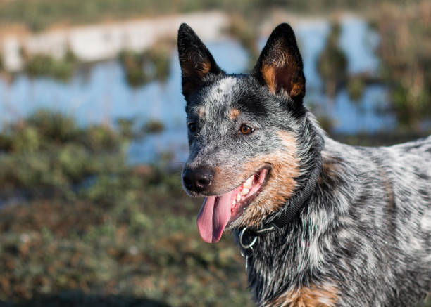 istock Close up of young Australian Cattle Dog 1249599019