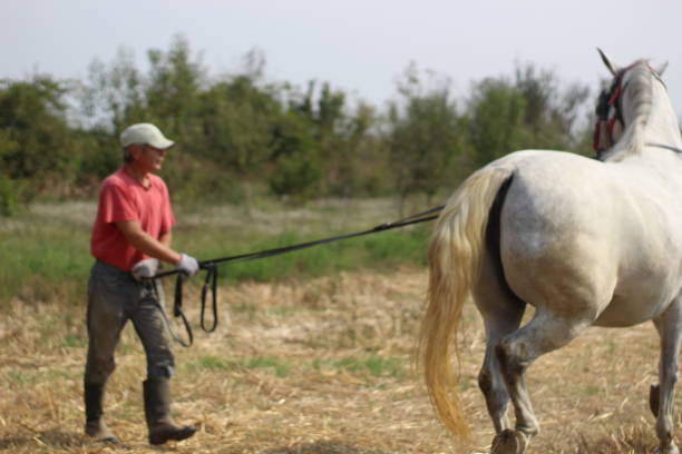 istock Man and horse on meadow 1249599978