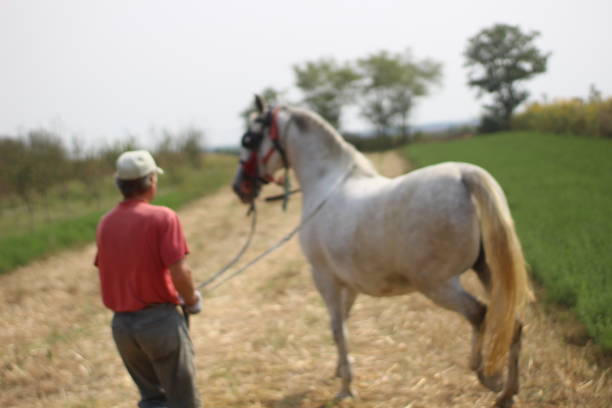 istock Man and horse on meadow 1249600006