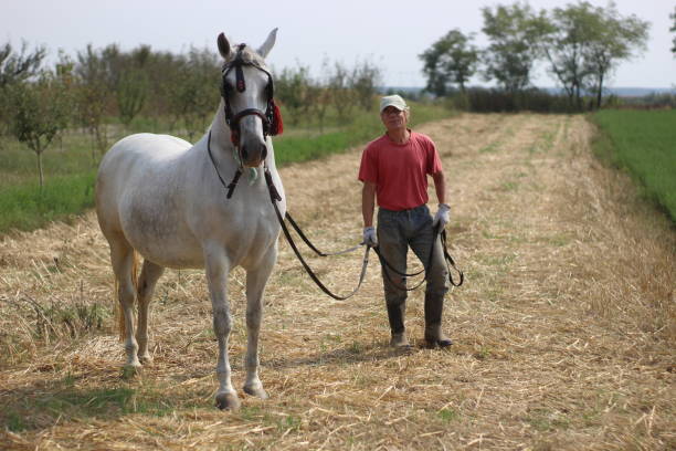 istock Man and horse on meadow 1249600217