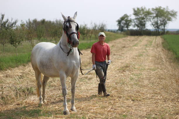 istock Man and horse on meadow 1249600248