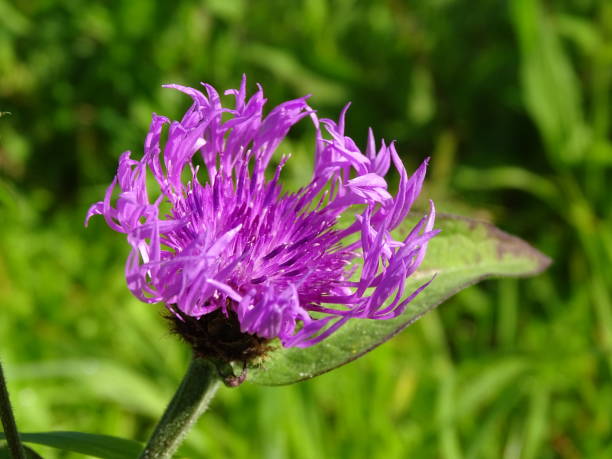 istock ONE SMALL PURPLE WILD FLOWER. 1249600332