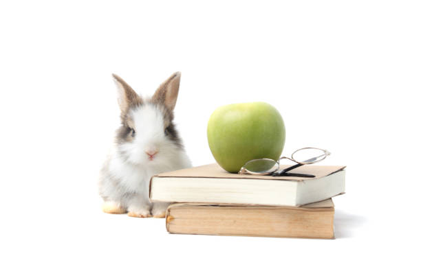 istock Adorable fluffy rabbit with green apple and book (symbol of knowledge, learning and studying) on white background, cute bunny study and learn, pet education and animal training concept 1249600420