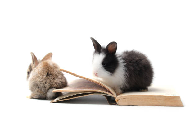 istock Adorable fluffy rabbits with book (symbol of knowledge, learning and studying) on white background, cute bunny study and learn, pet education and animal training concept 1249600455