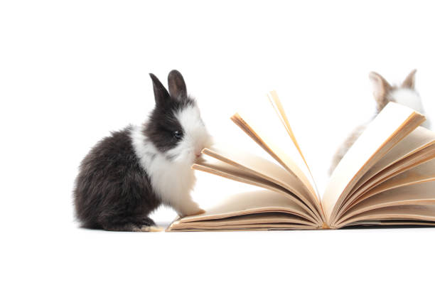 istock Adorable fluffy rabbits with book (symbol of knowledge, learning and studying) on white background, cute bunny study and learn, pet education and animal training concept 1249600510