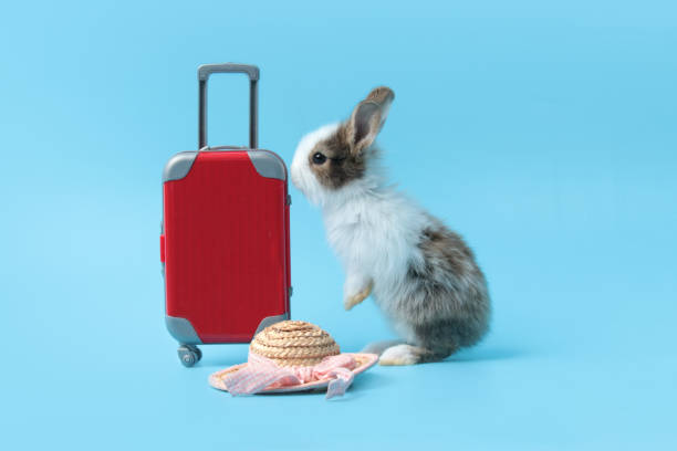 青い背景に荷物と帽子を持つ幸せなふわふわウサギの旅行者、後ろ足に立っている愛らしいバニー、ペットと冒険の旅の世界旅行旅行 - bunny painting ストックフォトと画像