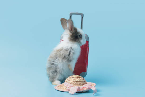 青い背景に荷物と帽子を持つ幸せなふわふわウサギの旅行者、後ろ足に立っている愛らしいバニー、ペットと冒険の旅の世界旅行旅行 - bunny painting ストックフォトと画像