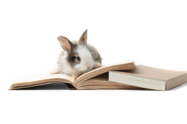 istock Adorable fluffy rabbits with book (symbol of knowledge, learning and studying) on white background, cute bunny study and learn, pet education and animal training concept 1249600591