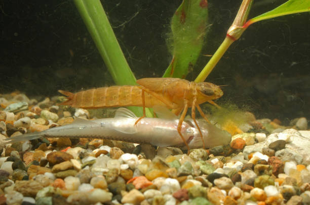 larva di libellula mentre mangia un pesce morto - larva foto e immagini stock