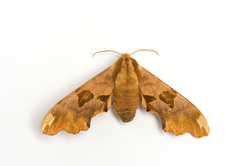 Lime hawk Moth (Mimas tiliae)