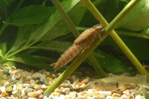 Photo of Dragonfly larva underwater