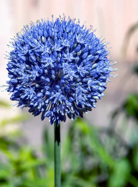 blooming blue decorative onion plant with the Latin name Allium caeruleum on a blurred natural background, macro, narrow focus zone