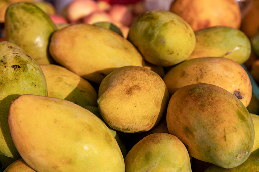Yellow mango fruit pile in sunlight. Tropical fruit closeup photo. Organic mango heap on rustic market. Sweet and juicy tropical fruit for dessert. Delicious natural food. Whole ripe yellow mango