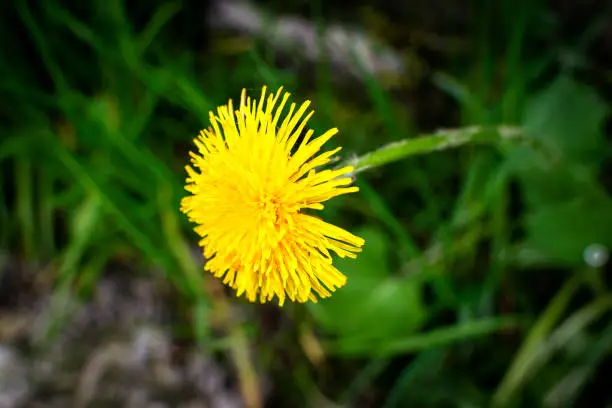 Macro photography of a dandelion Plant. Dandelion is a plant with a fluffy yellow Bud on a green background. Yellow dandelion flower grows in the ground.