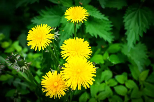 Macro photography of a dandelion Plant. Dandelion is a plant with a fluffy yellow Bud on a green background. Yellow dandelion flower grows in the ground.