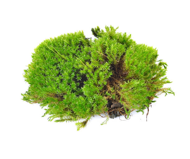 istock Green moss isolated on white bakground 1249604403
