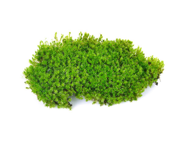 istock Green moss isolated on white bakground 1249604413