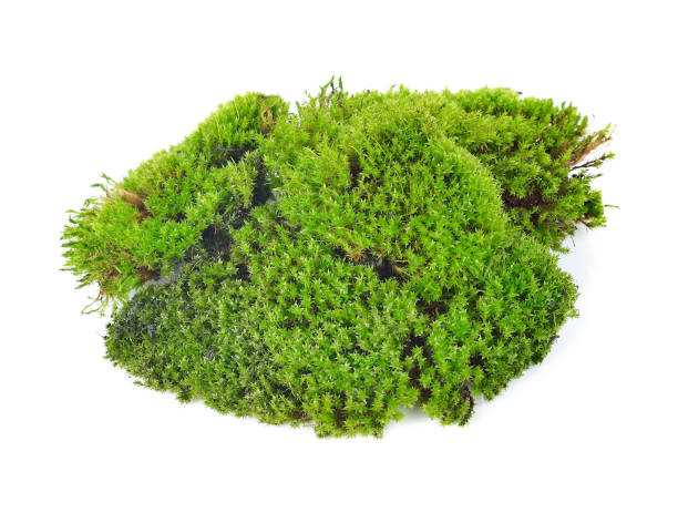 istock Green moss isolated on white bakground 1249604424