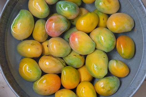 Organic mangoes soaked in water for cleaning