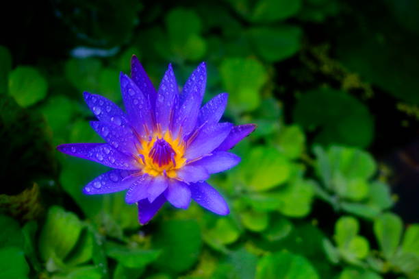 Lily water blooming in the pond in summer