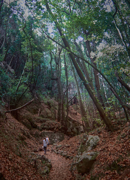 istock Walking and workout in the forest in tenerife 1249606846