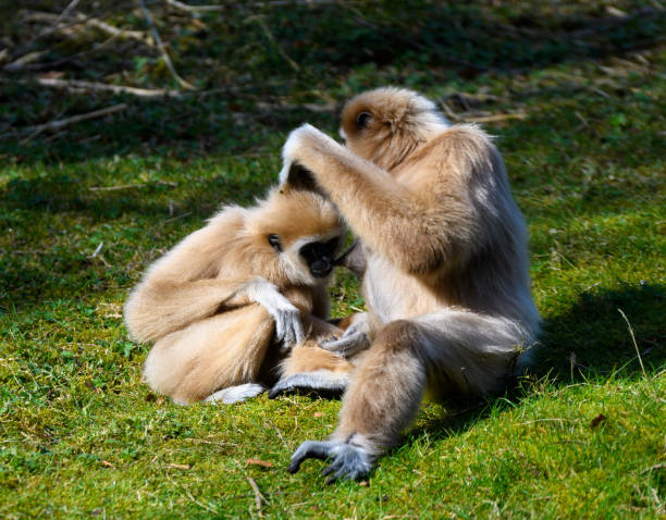 A Lar gibbon breastfeedinging it's young on a sunny day