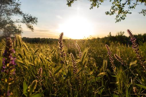 Spikelets grass and blooming salvia (sage) field. Summer meadow at sunset. Wild flowers and wheat  in the bright rays.