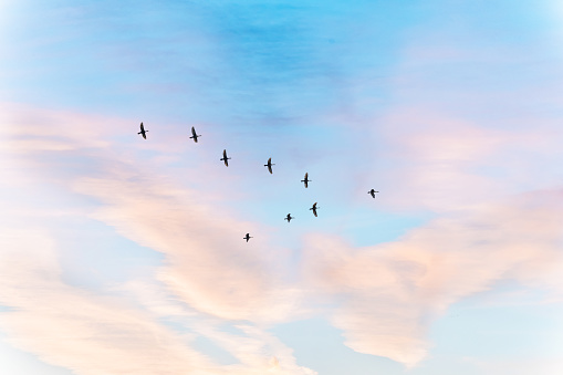 Migratory birds flying in the shape of v on the soft and blur pastel colored sky background. gradient clouds on the beach resort. nature. sunrise.  peaceful morning.