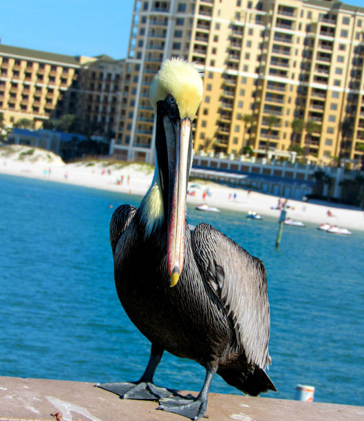 Pelican Bay Close up pelican clearwater stock pictures, royalty-free photos & images