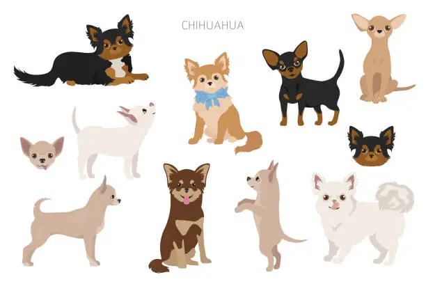 Vector illustration of Chihuahua dogs in poses. Different varieties of coat color set