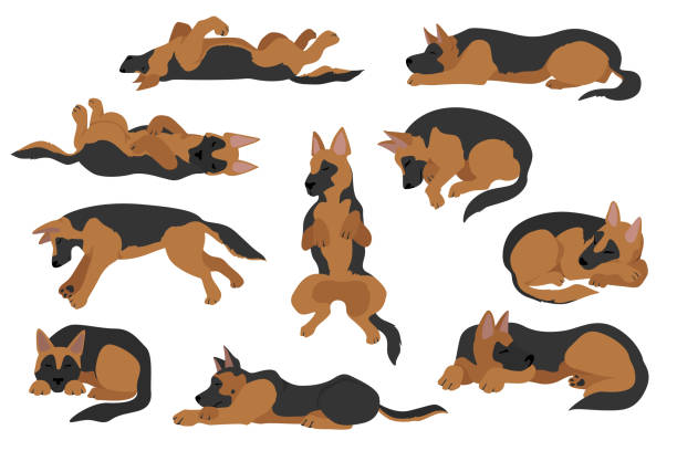 ilustraciones, imágenes clip art, dibujos animados e iconos de stock de los perros durmientes posa. perros pastores alemanes - german shepherd