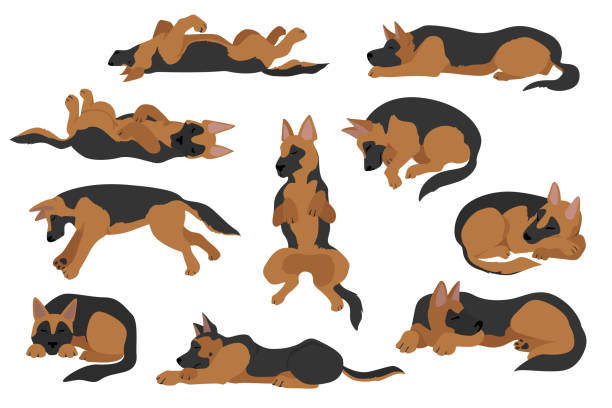 Sleeping Dogs Poses German Shepherd Dogs Stock Illustration - Download  Image Now - Dog, Sleeping, Bed - Furniture - iStock